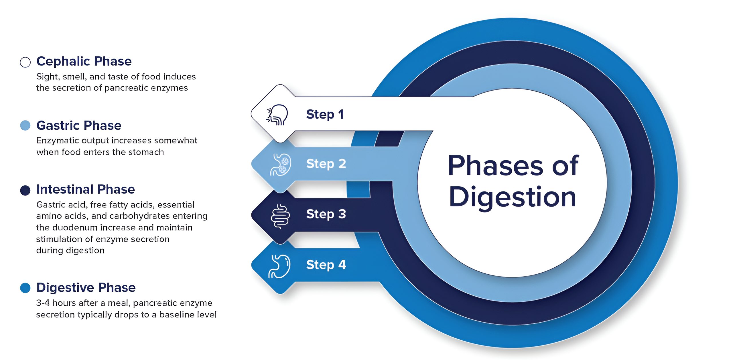 The Role of Pancreatic Elastase in the Diagnosis of Exocrine Pancreatic Insufficiency